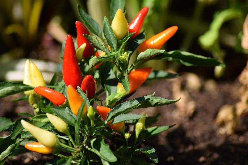Wyrm's Breath Chili