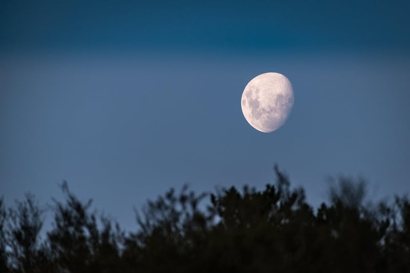 Moonlit Glade